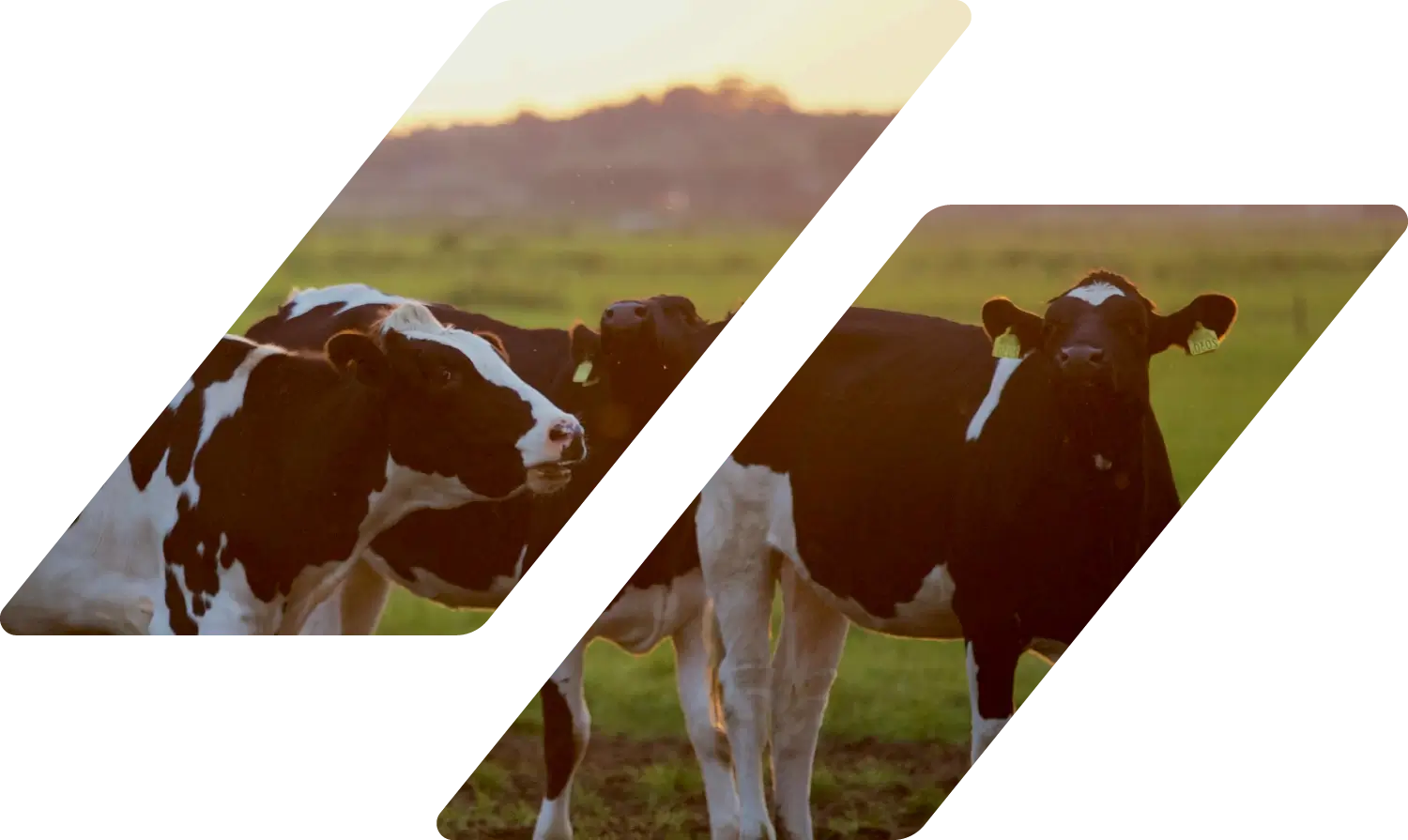Chino, CA cows