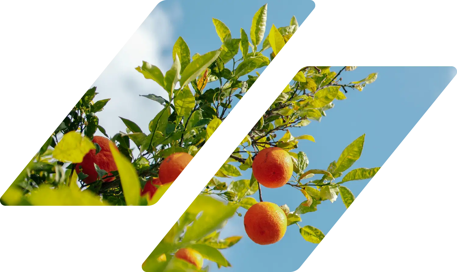 An orchard in Corona, CA
