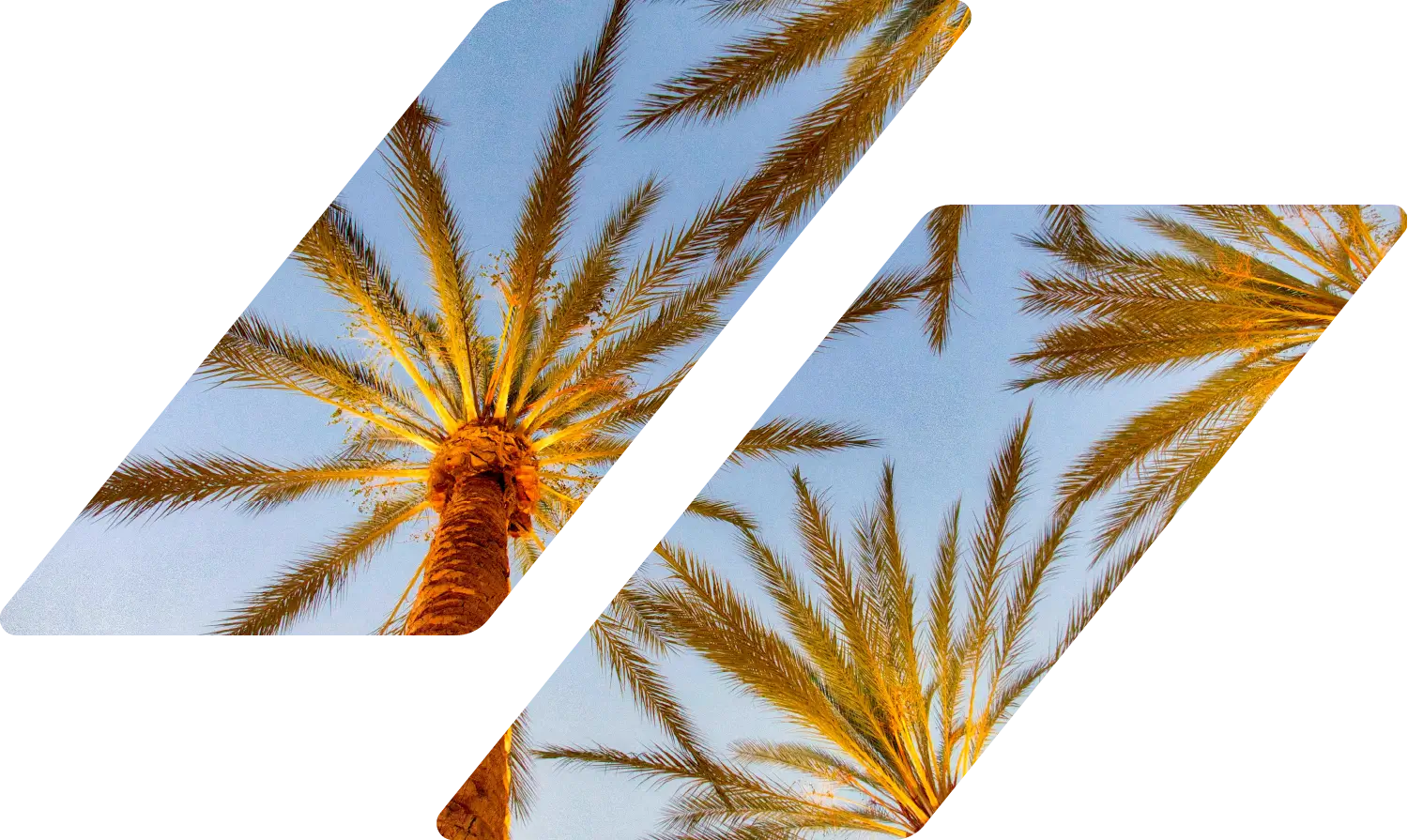 Palm trees in Irvine, CA