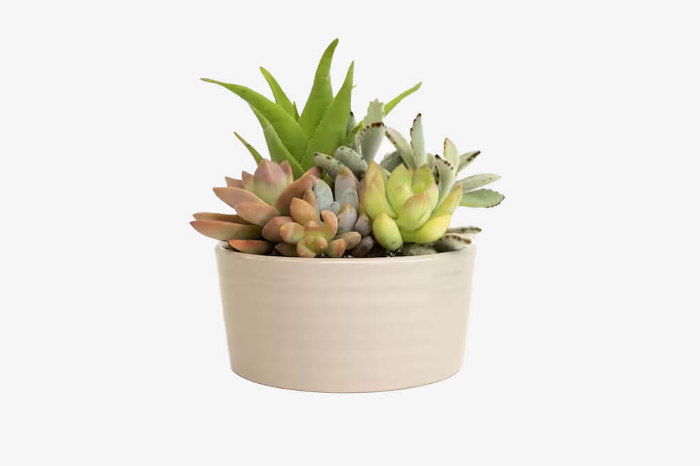 A boss's day gift idea that will grow on you...succulents from Home Depot.
