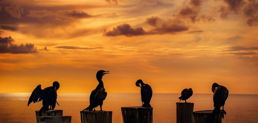 5 birds representing 5 types of talent assessment types