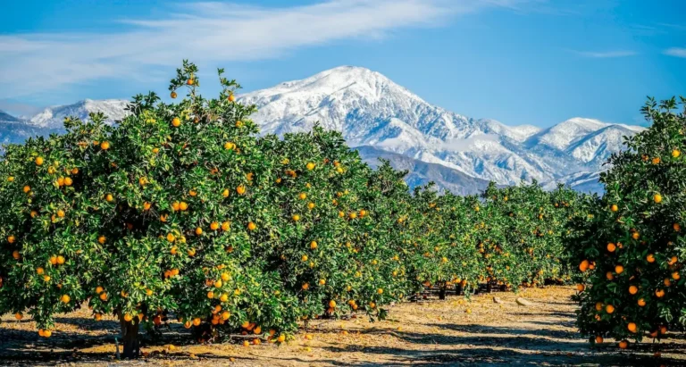 Snow-capped San Bernardino Mountains rising behind a citrus grove in Redlands, illustrating the 2026 Inland Empire workforce report.